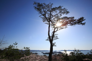 《Miyagi Prefecture, Japan》 Sakura in Matsushima