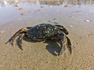 faune du littoral - crabes