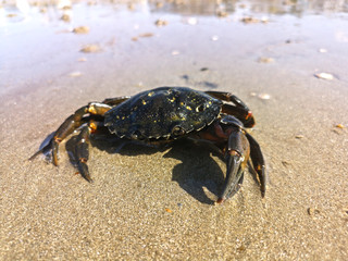 faune du littoral - crabes