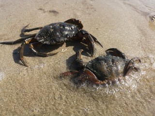 faune du littoral - crabes