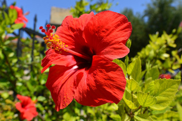 Hibiskus (Hibiscus)