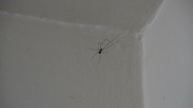  Dady Long Legs Spider (Pholcidae) on The White Wall