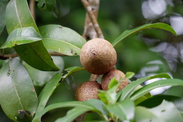 fruit on tree