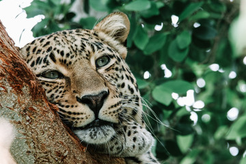Leopard in a tree