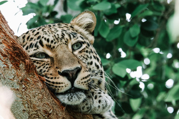 Leopard in a tree