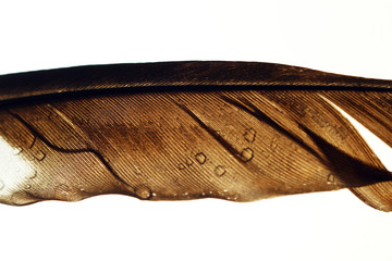 Bird feather / Feathers of large birds have been and are used to make quill pens.