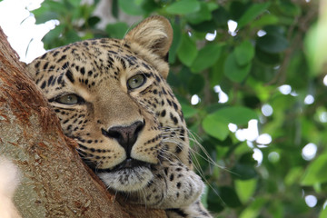 Leopard in a tree