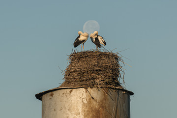 stork's nest on the rusty water tower and moon on background