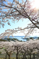 《Miyagi Prefecture, Japan》 Sakura in Matsushima