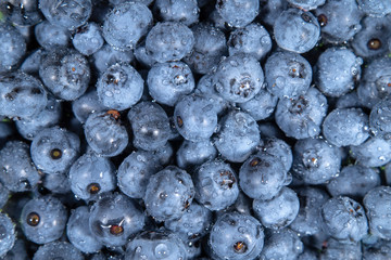 Ripe and juicy fresh picked blueberries closeup