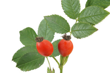 Bright red rose hips with green leaves