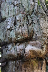 Corteccia rugosa con filo di ferro