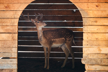 Deer at Zoo