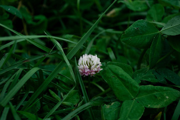 flower on green background of grass