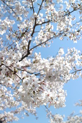 Obraz premium 桜