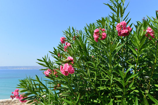 Oleander (Nerium oleander)