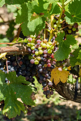 Vignes et raisin du Médoc, près de Bordeaux (France)	
