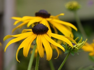 Rudbeckia Fulgida Goldsturm also known as Echinacea Yellow Storm or Coneflower Goldsturm