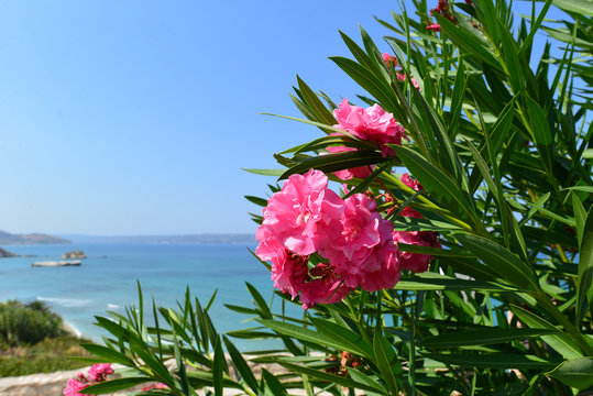 Oleander (Nerium oleander)