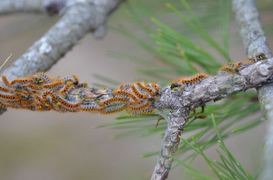 Processionary Caterpillar (chenilles Processionnaires)