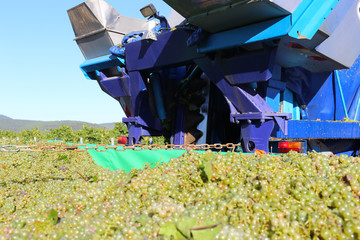 Grape harvest with harvester