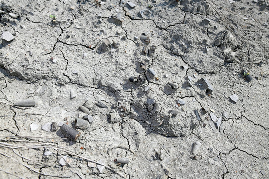 Donnerkeile (versteinerte Belemniten) &uuml;berdecken den Boden - Belemnoids 