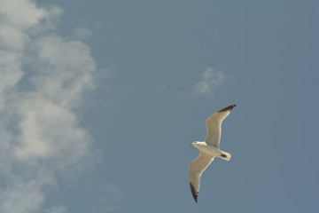 Seagull flies through the blue sky.
