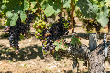 Vignes et raisin du Médoc, près de Bordeaux (France)	