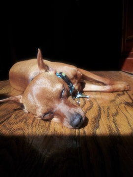 Miniature Pinscher (min-pin) sleeping on hardwood floor