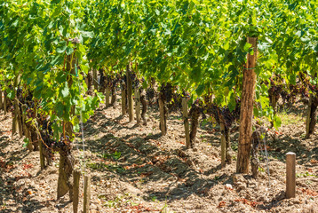 Vignes et raisin du Médoc, près de Bordeaux (France)	