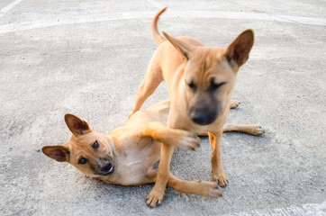 two dog bronw jolly together motion blur