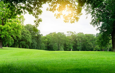 Fresh air and beautiful natural landscape of meadow with green tree  in the sunny day for summer background, Beautiful lanscape of grass field with forest trees and environment public park with sun ra - obrazy, fototapety, plakaty