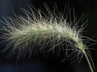 Flower spike of feathertop (Pennisetum villosum) ornamental grass