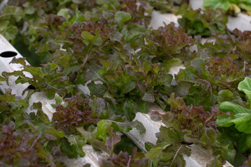 Green vegetable Farming Hydroponic gardening redoak
