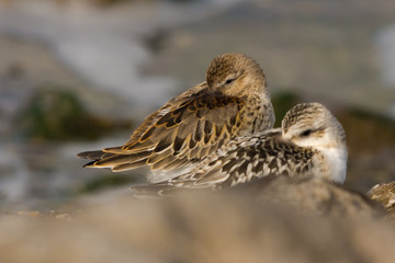 Dunlin and Sanderling together