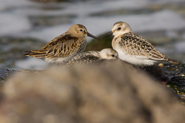 Dunlin and Sanderling together