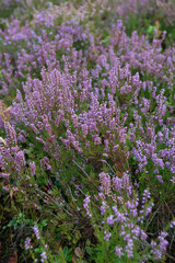 Fototapeta premium Blooming heather in a pine forest