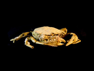 crab isolated on black background