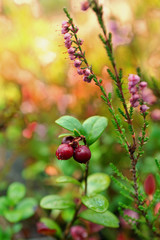 Lingonberry berries and blooming heather in a pine forest