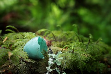Hatched robin egg on forest floor