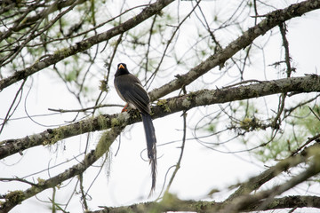 Yellow Billed Blue Magpie