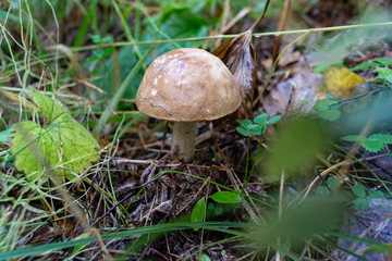 Autumn boletus mushroom Siberia forest
