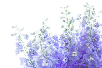 デルフィニウム