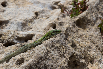 Salamander Gecko Eidechse sitzt auf Stein
