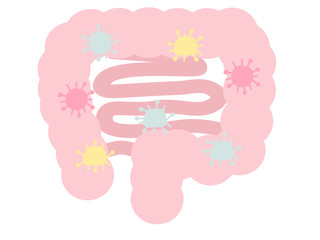 善玉菌いる大腸