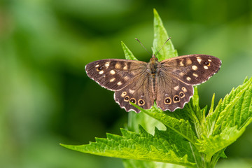 Fototapeta premium Speckled Wood Pararge aegeria butterfly on a green background with copy space
