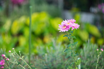 purple flower on green background