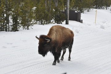 Don't Mess with the Bull, You'll Get the Horns © Loui