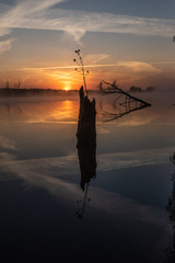 A sprout grows from an old stump. Foggy landscape of stump, and reflections at sunrise.