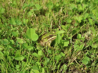 Grenouille